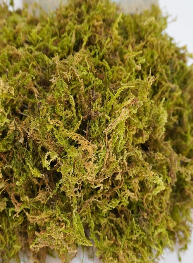 Begeterday 6.5oz Pure Natural Reptile Moss for Humidity, Great for Snakes, Turtle and Other Reptiles, Good for Terrariums for Reptiles & Amphibians - Image 5